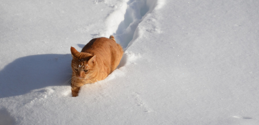 DSC_0343.jpg
