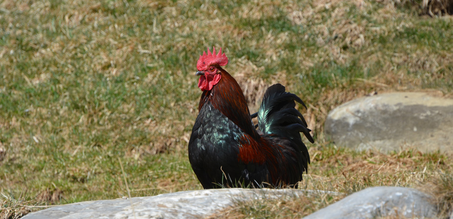 DSC_2086.jpg