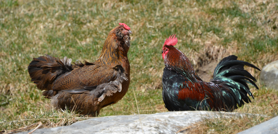 DSC_2088.jpg